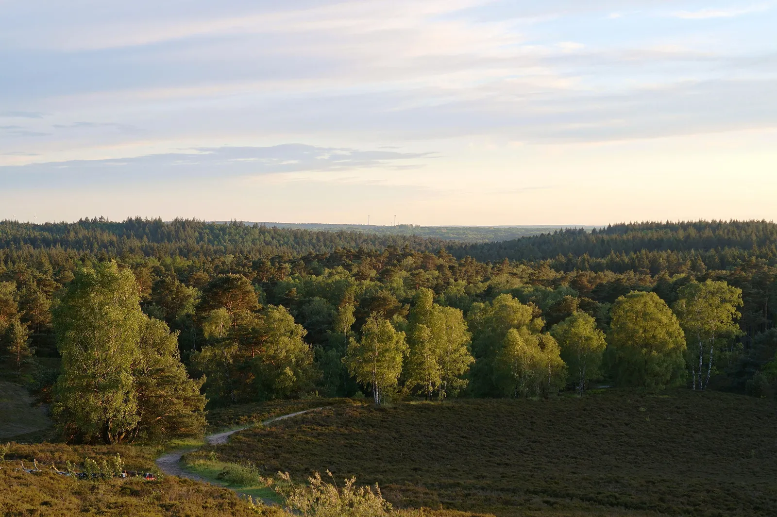 Schöne Aussicht vom Brunsberg über die Wälder und die Heidekrautgewächse mit Wanderweg. Im Naturschutzgebiet Brunsberg (Lohberge).
