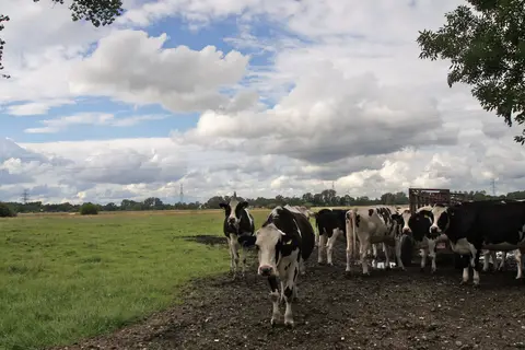 Hamburg ( Gut Moor ), Germany : Cows in the Meadows of the Kanzlerhof